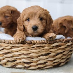 Los Angeles doodle breeder