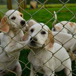 Puppies for Sale near me