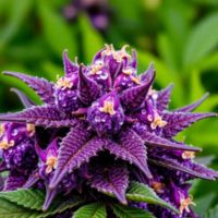 MMJ consultation services