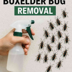 Boxelder Bug Removal-5