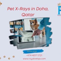 Pet X-Ray Services