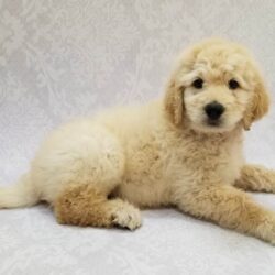 English Cream GoldenDoodle