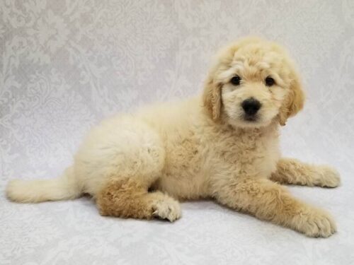 English Cream GoldenDoodle English Cream GoldenDoodle