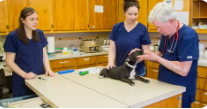 Pet Exams and Wellness Care in Boynton Beach