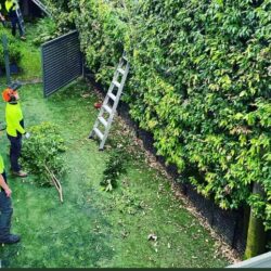 Tree Removal Mosman3