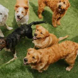 What Makes Doggy Day Care in Weehawken NJ Stand Out