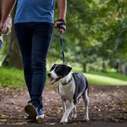Safe & Social Dog Daycare NJ for Happy Pups