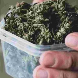 Rapid And Reliable Cannabis Flower Delivery In Dc.