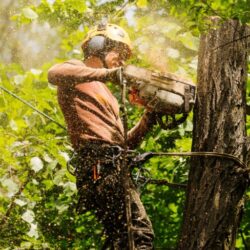 Arborist Sydney1