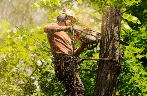 Arborist Sydney1 Arborist Sydney1