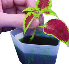 Plant products