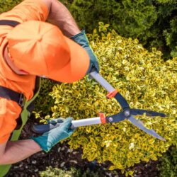 Lawn And Yard Clean-Up Services