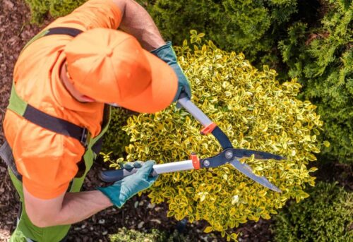 Lawn And Yard Clean-Up Services Lawn And Yard Clean-Up Services