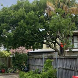 Tree Removal Eastern Suburbs Sydney3