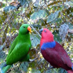 eclectus-parrot_optimized_250