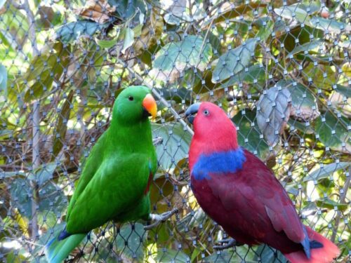 eclectus-parrot_optimized_250 eclectus-parrot_optimized_250