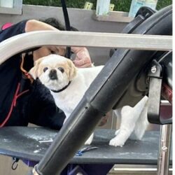 Why Families Choose Luxury Pet Grooming For Their Pets (1)