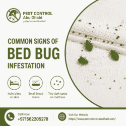 Common Sign Of Bed Bug Infestati