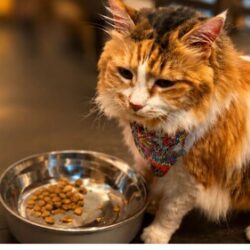 Kitty Cat Grooming Essential Tips For Keeping Your Feline Clean And Healthy (1)