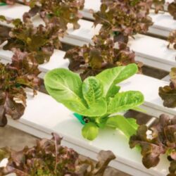 Growing Media For Hydroponics