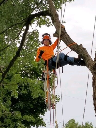 How-Do-You-Know-If-a-Tree-Is-Dangerous-Tree-Service-Advice-for-Marcy-NY-Homeowners-768x1023 How-Do-You-Know-If-a-Tree-Is-Dangerous-Tree-Service-Advice-for-Marcy-NY-Homeowners-768x1023