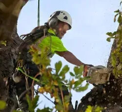 tree+removal+services+st+paul+mn-1920w