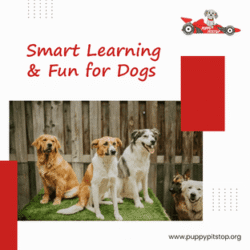 Doggy_Daycare_Indianapolis_optimized