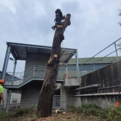 Tree Removal Lindfield2