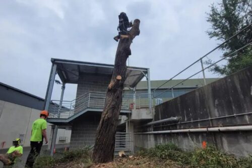 Tree Removal Lindfield2 Tree Removal Lindfield2