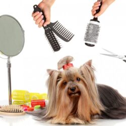 Grooming Packages For Dogs