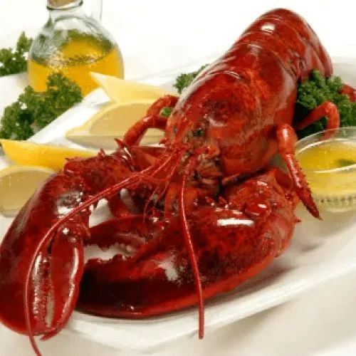 Maine-Cooked-Lobsters-Shipped-Freshly-Steamed-the-Day-of-Shipment-min.png.bv Maine-Cooked-Lobsters-Shipped-Freshly-Steamed-the-Day-of-Shipment-min.png.bv