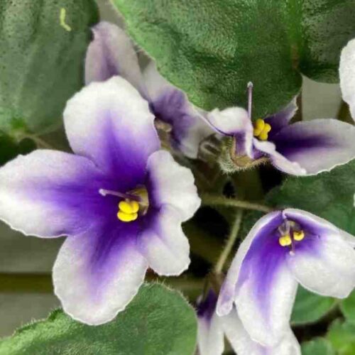 Nadeau African Violet Miniature Seeds Nadeau African Violet Miniature Seeds