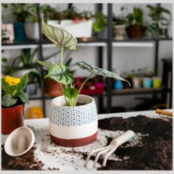_plant products