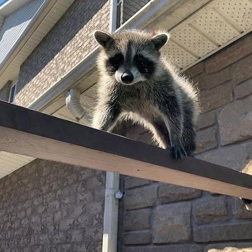 Animal Control Markham Animal Control Markham