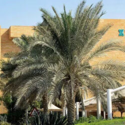 company-formation-dubai-science-park