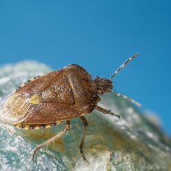 brown-black-insect-blue-surface_209690-325