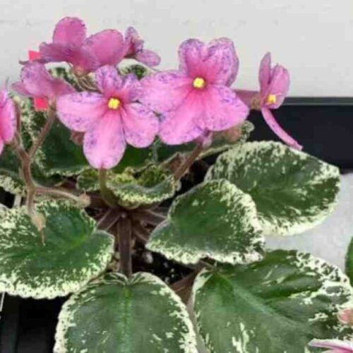 Club Project African Violet Seeds Club Project African Violet Seeds