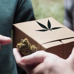 Scarborough Cannabis Delivery Fast and the Same Day