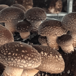 Chinese-shiitake-1