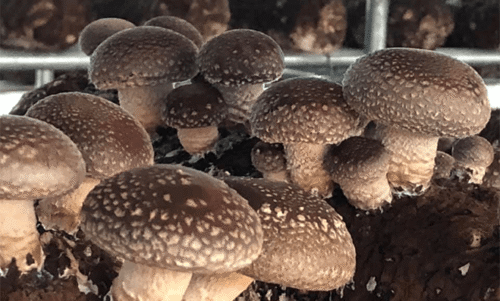 Chinese-shiitake-1 Chinese-shiitake-1
