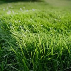 synthetic-cricket-pitch-3