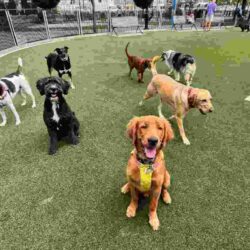 Hoboken Dog Walking services