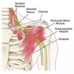 Brachial Plexus Injury Treatment