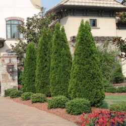 Arborvitae Chicago