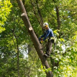 Tree Removal Bondi1