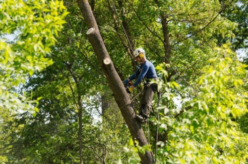 Tree Removal Bondi1 Tree Removal Bondi1