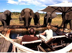 Luxury Safari Tours with Comfort
