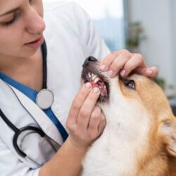 Pet Dental Care