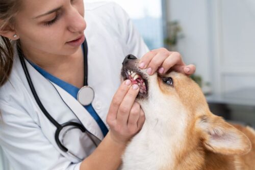 Pet Dental Care Pet Dental Care