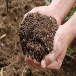 cow-dung-manure-1772440796-8605952
